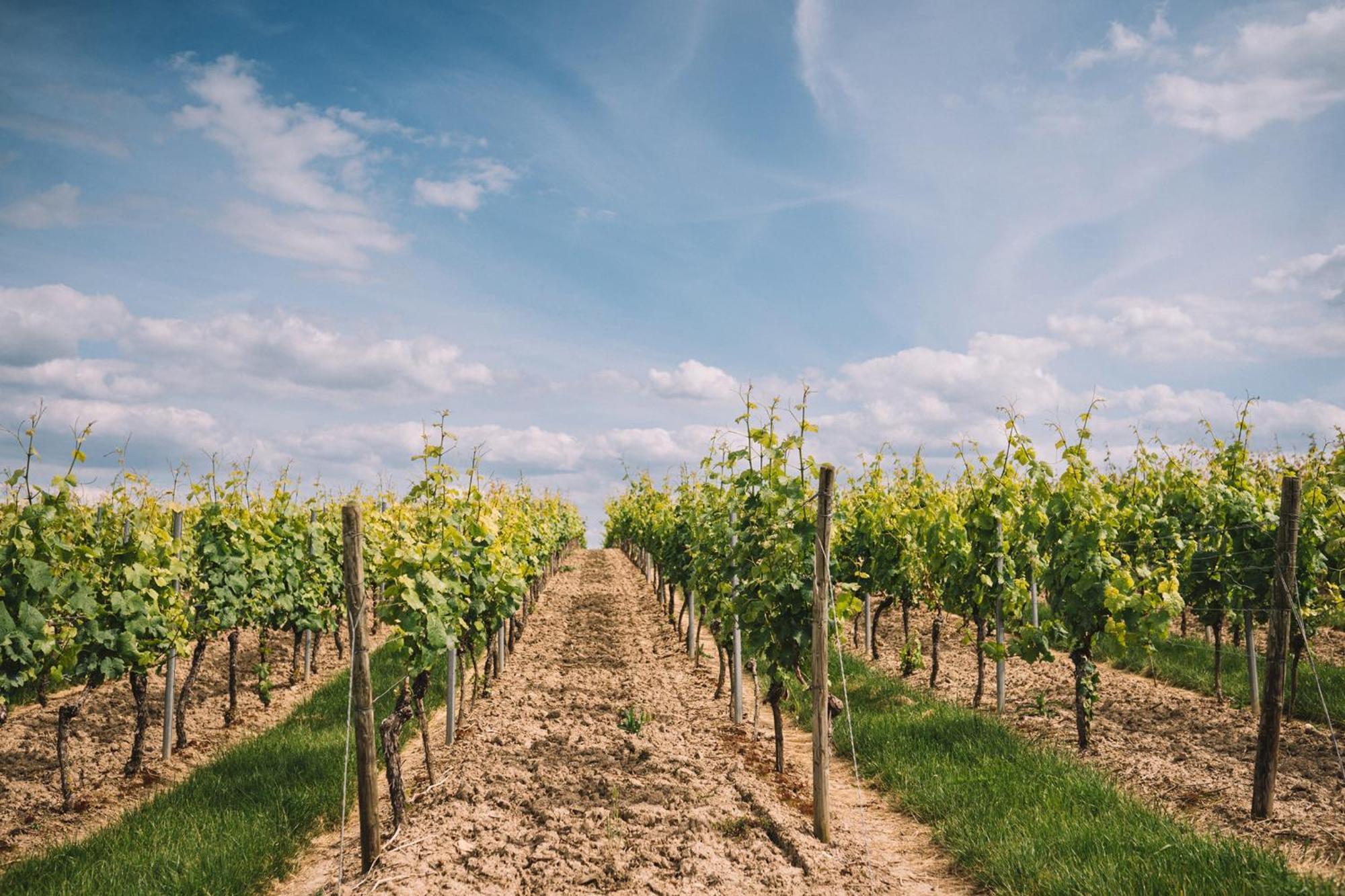 Weingut Petershof Appartement Alzey Buitenkant foto