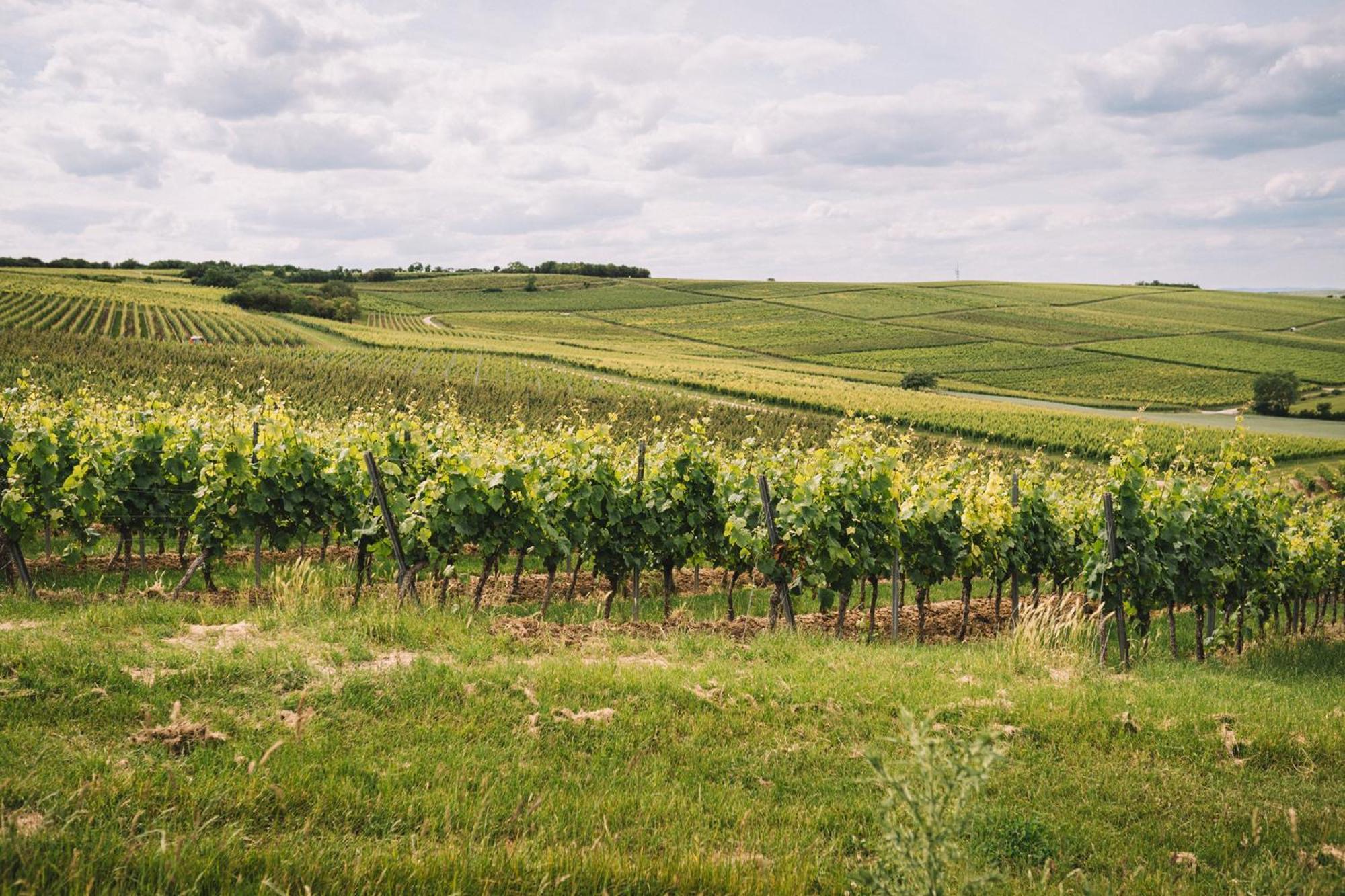 Weingut Petershof Appartement Alzey Buitenkant foto